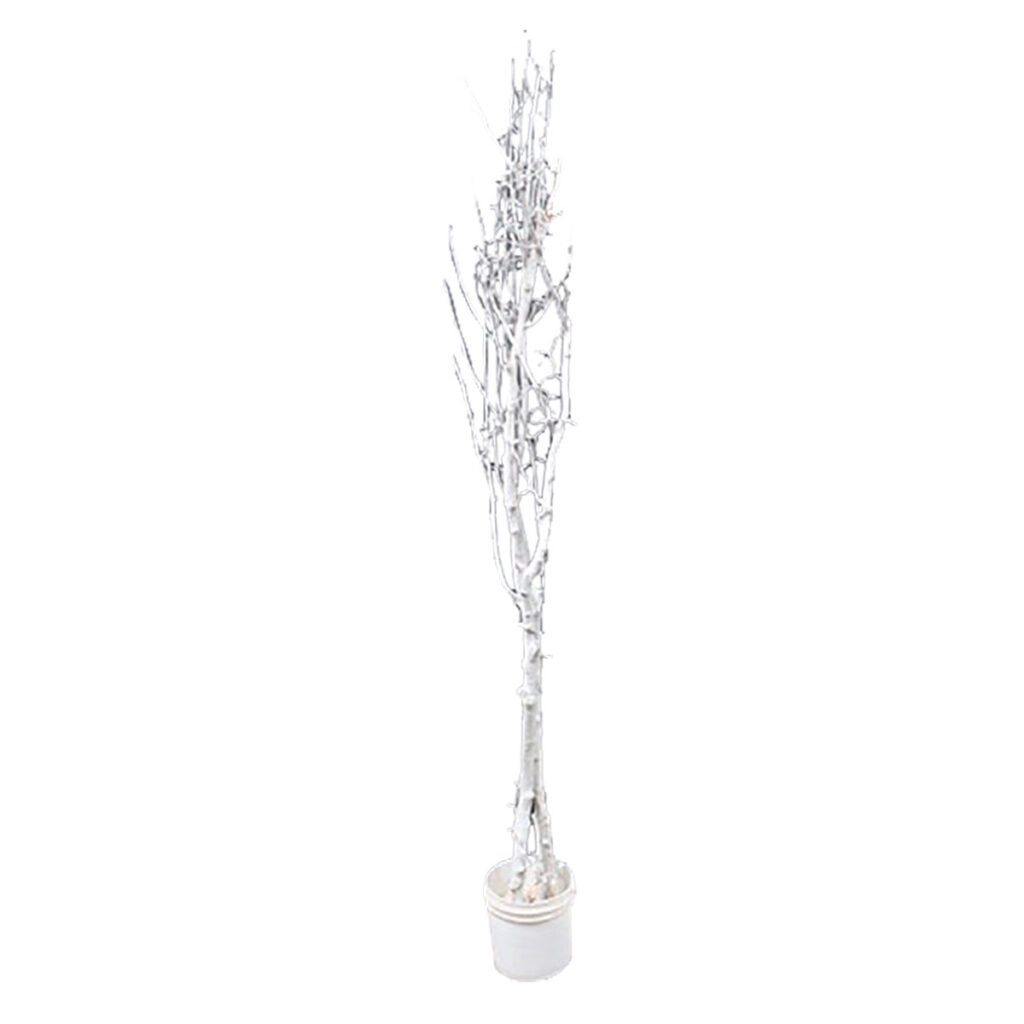 White Birch Tree