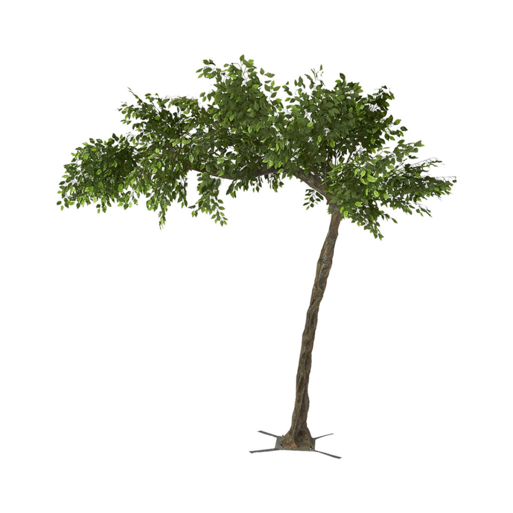 Canopy Tree