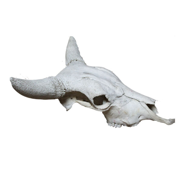 Cow Skull