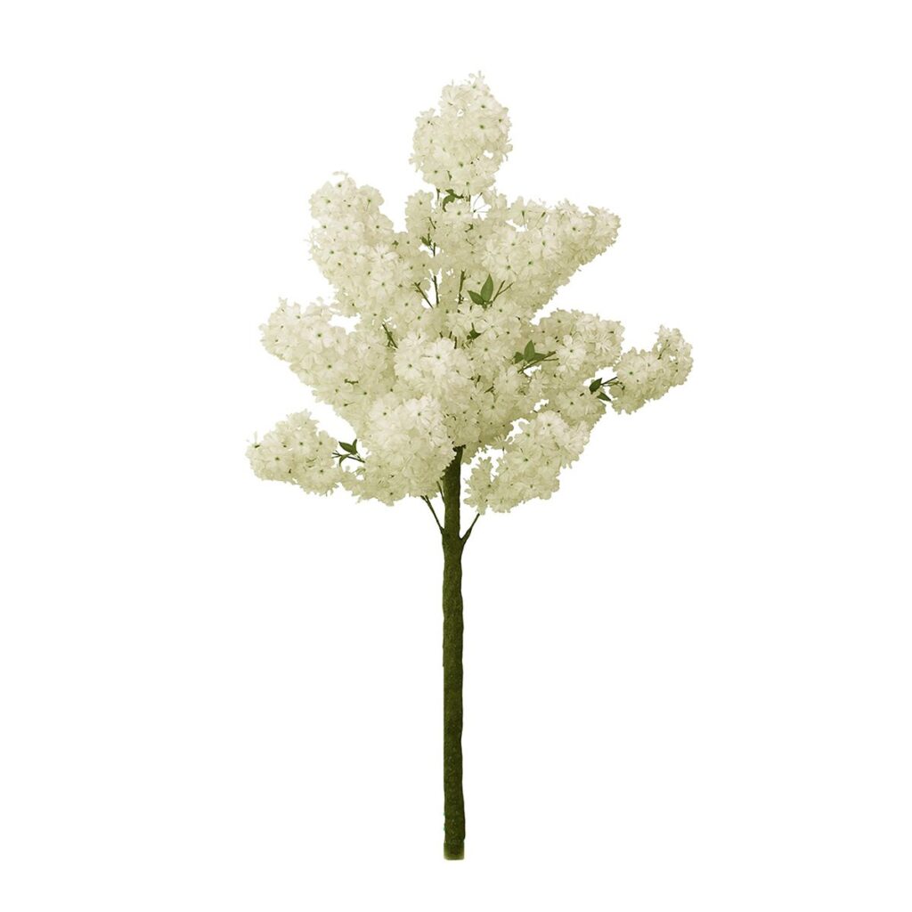 Silk Dogwood Tree