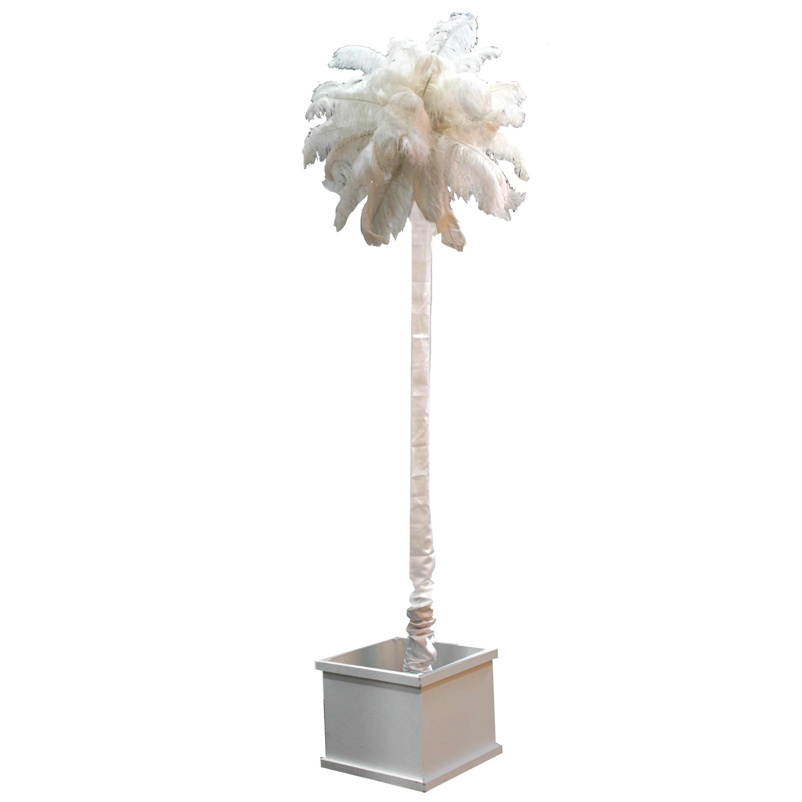 Yucca Feather Palm (Single Trunk)