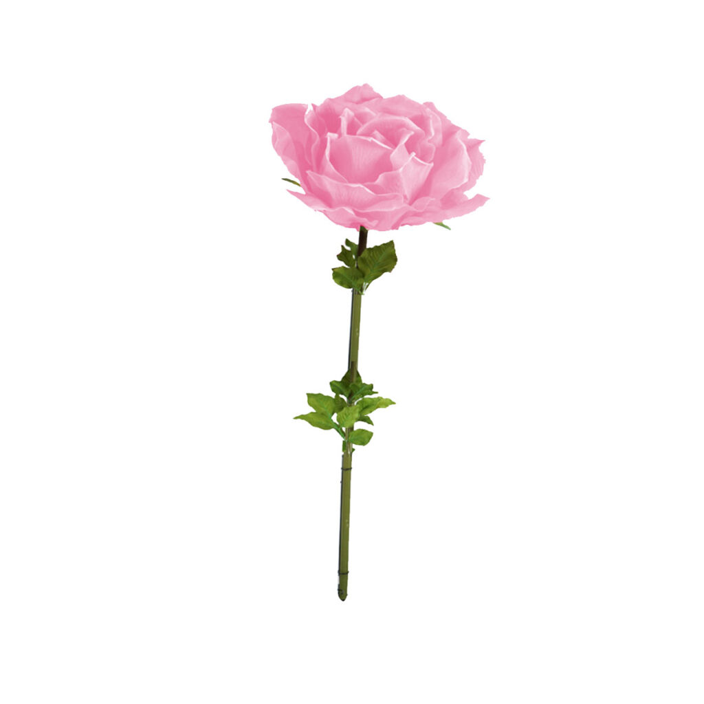 Giant Pink Rose