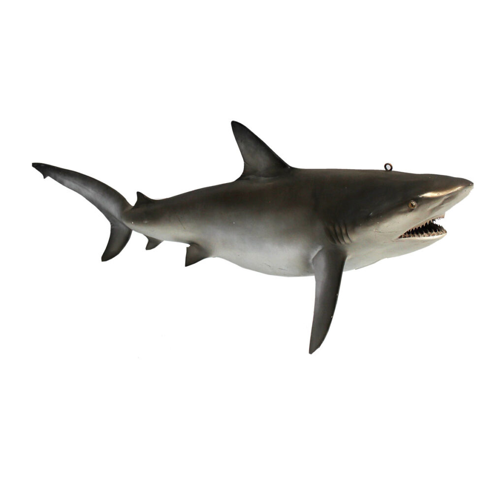 Shark