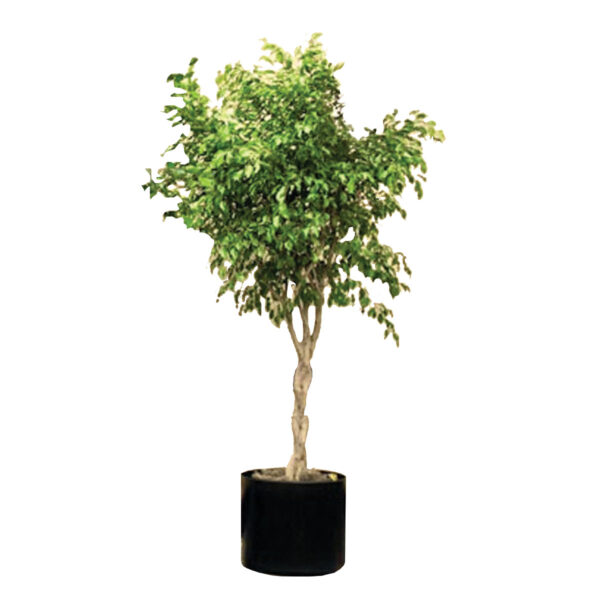 Ficus Tree