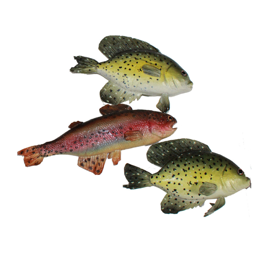 Fish