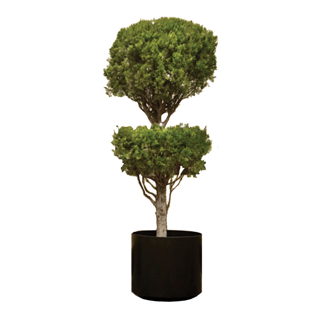 Juniper Topiary with Globes