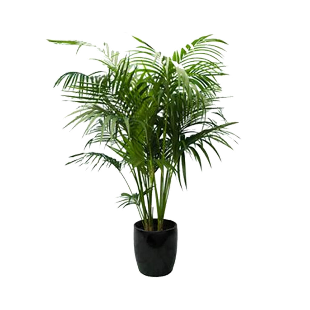 Kentia Palm Tree