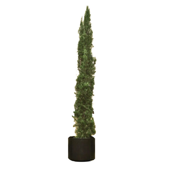 Italian Cypress Tree