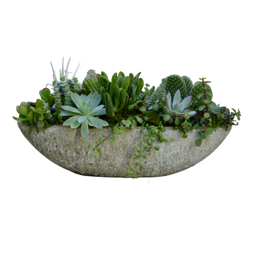 Succulent Coffee Table Centerpiece