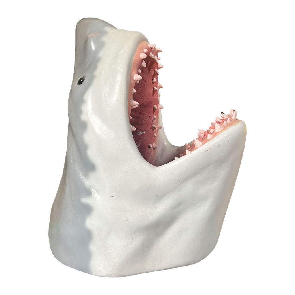 Shark Head