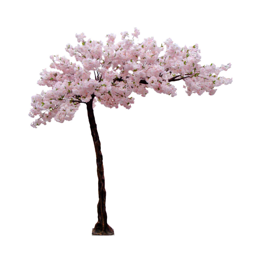 Cherry Blossom Canopy Tree