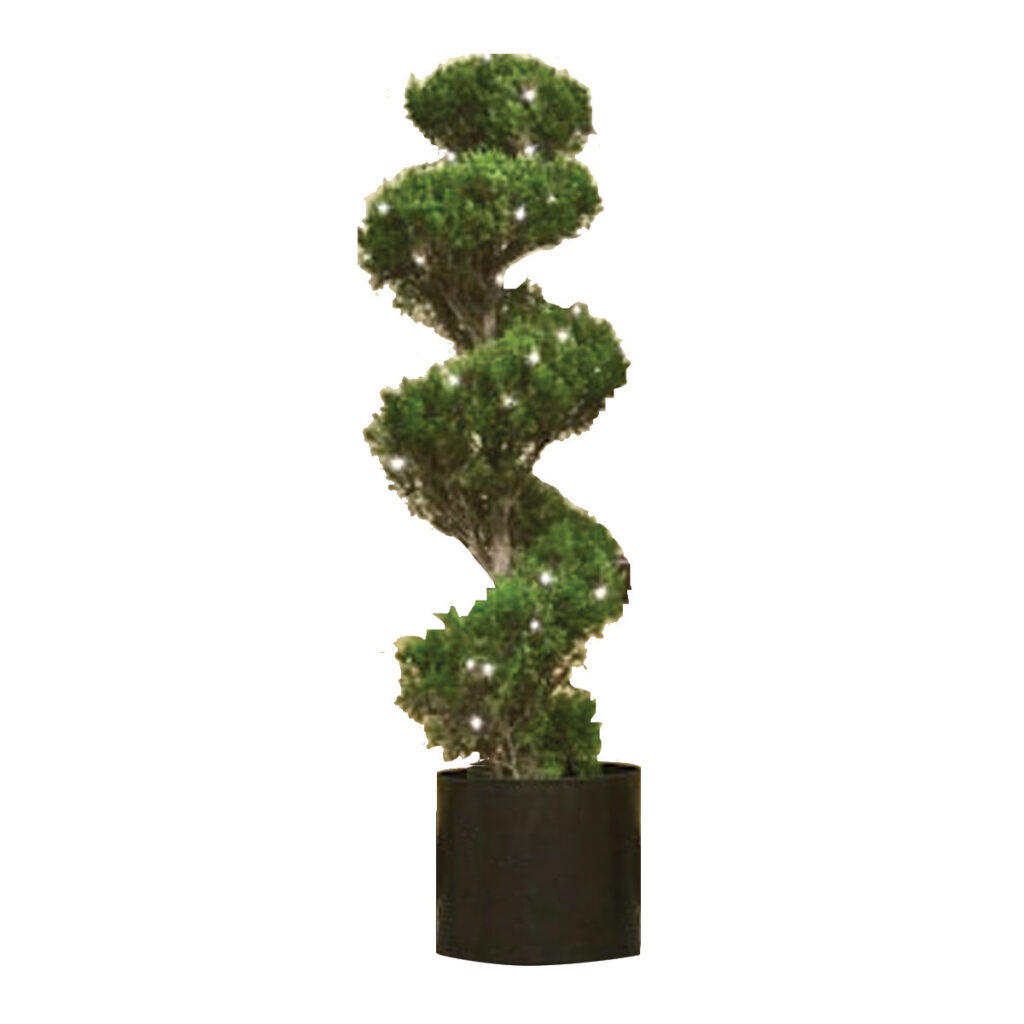 Spiral Juniper Tree