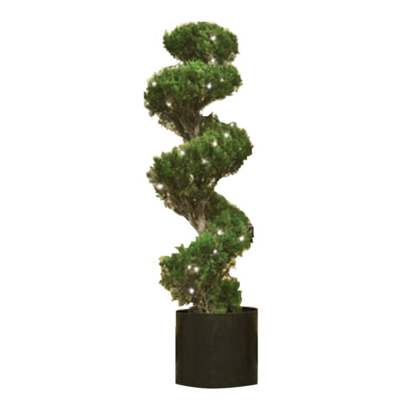 Spiral Juniper Tree